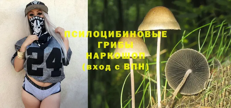 где купить   Прохладный  Галлюциногенные грибы Psilocybe 